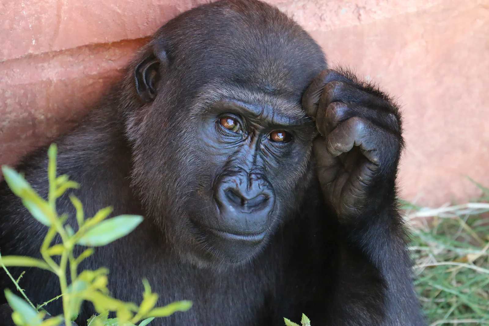 African Gorilla Trekking – luxury travel experience