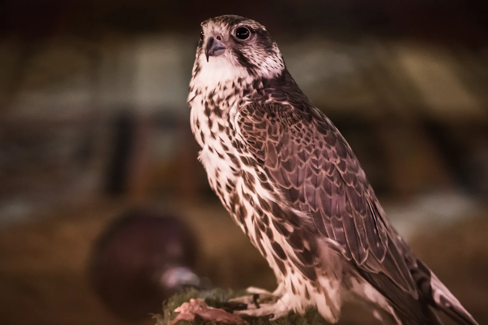 Desert Falconry & Dunes – luxury travel experience