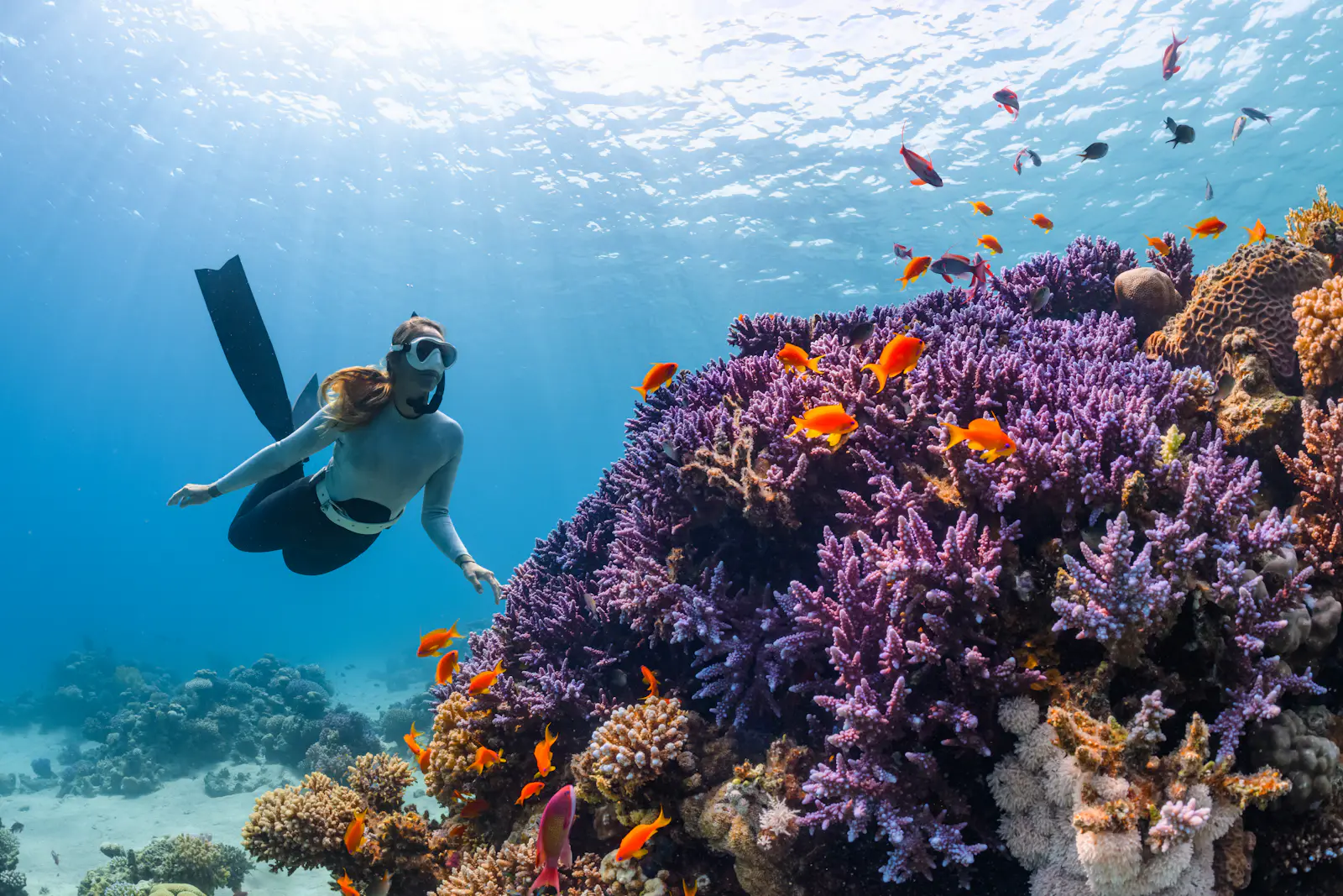 Great Barrier Reef Diving – luxury travel experience
