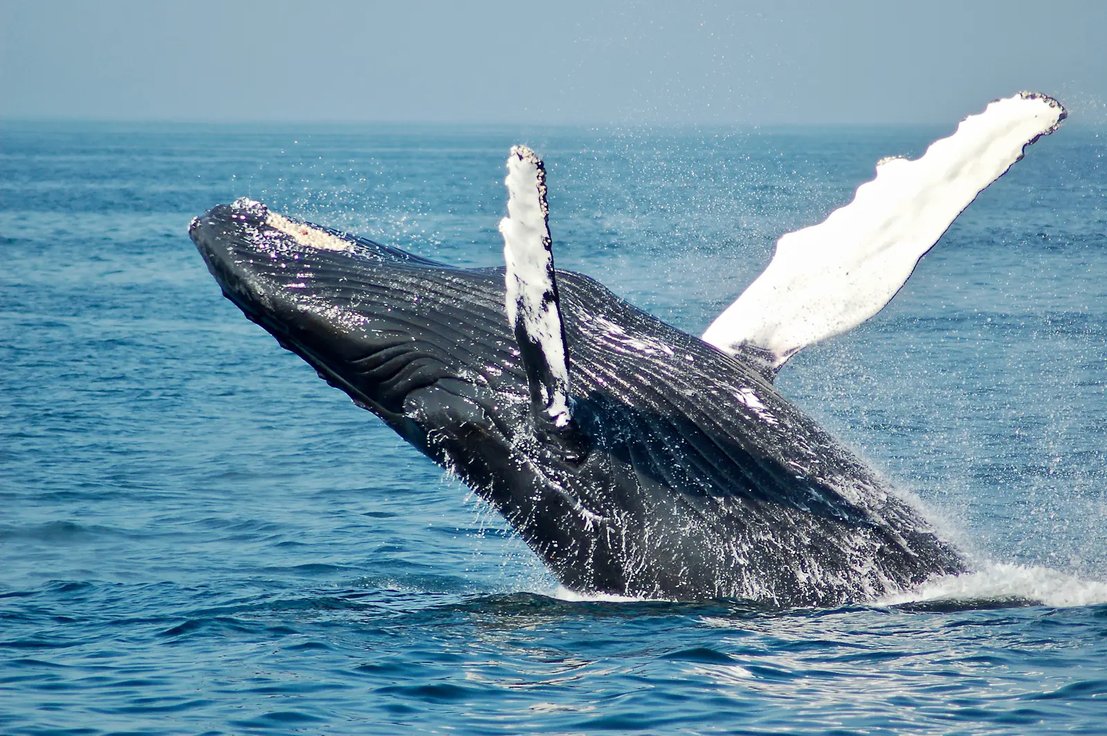 Whale Watching in Baja – luxury travel experience