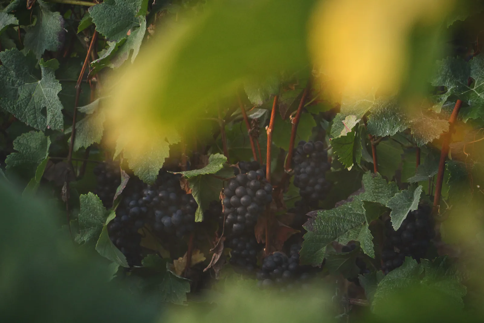 Wine Harvest in Bordeaux – luxury travel experience