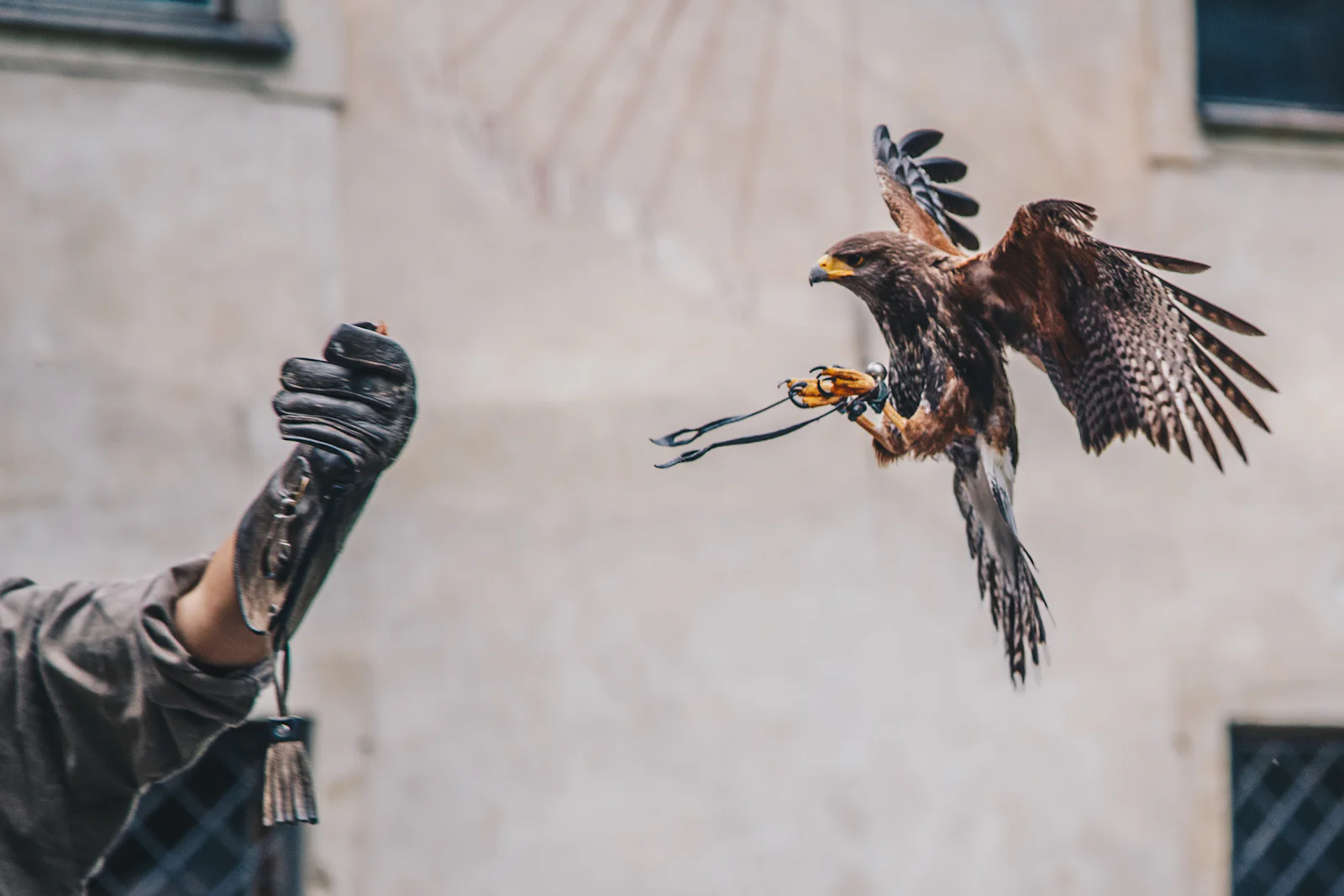 The Hawk Walk — luxury travel experience