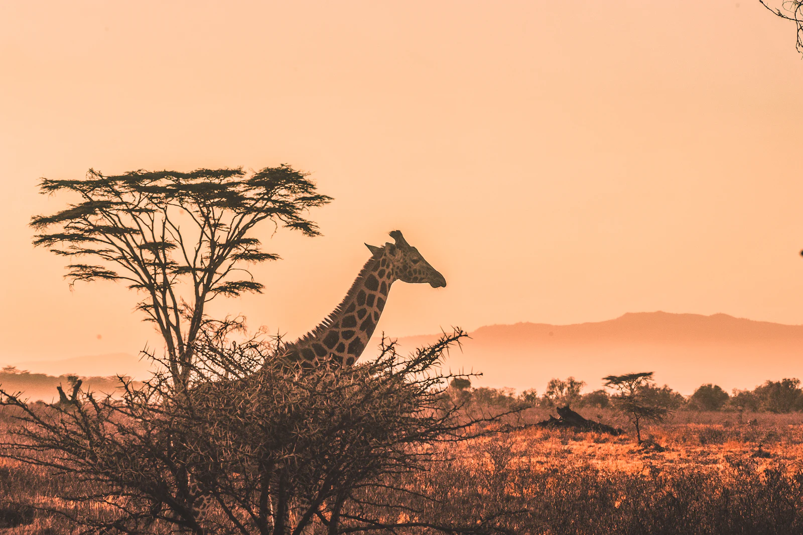 Serengeti safari 3