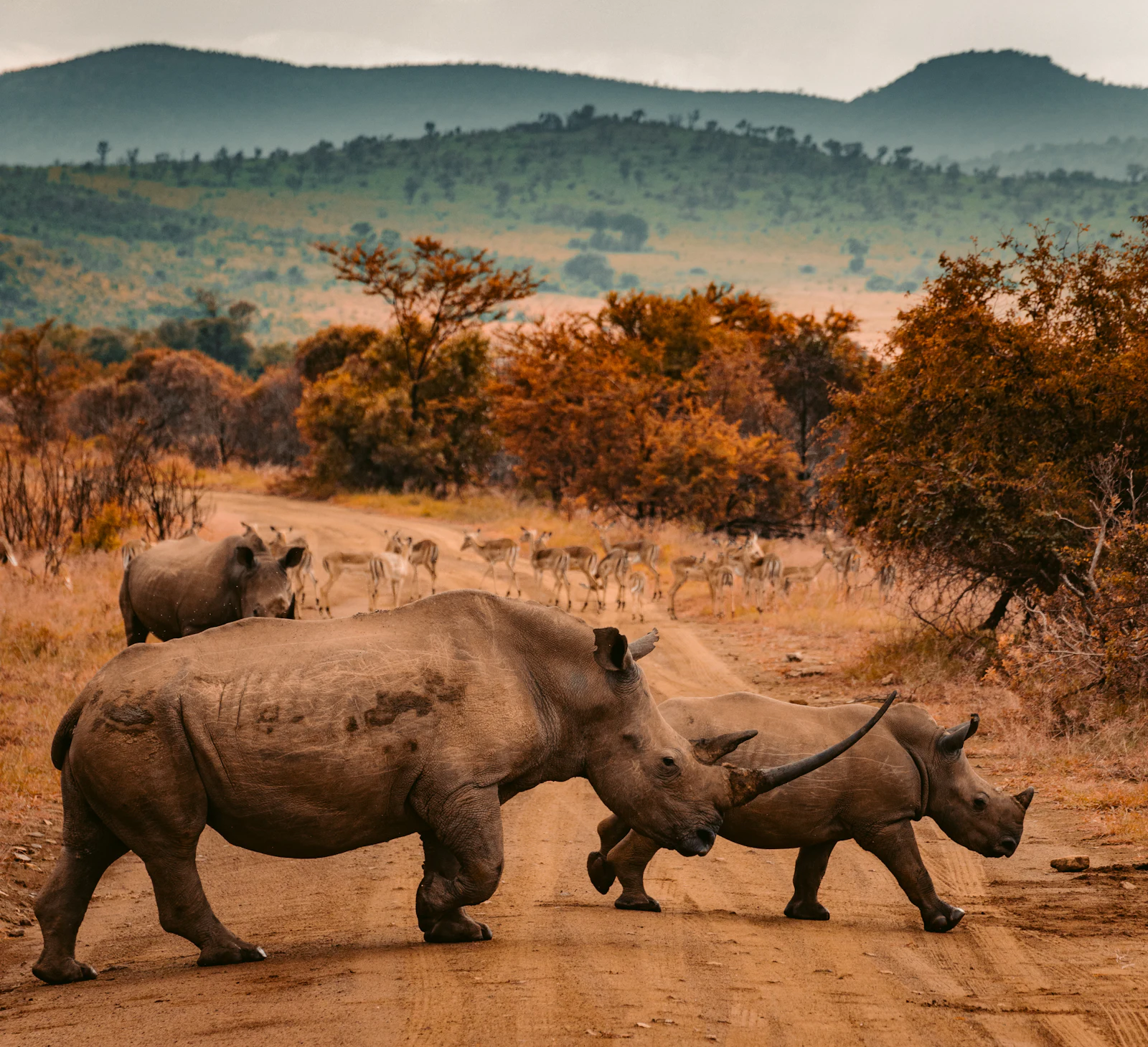 Serengeti safari 2